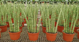 Cylindrical Straight